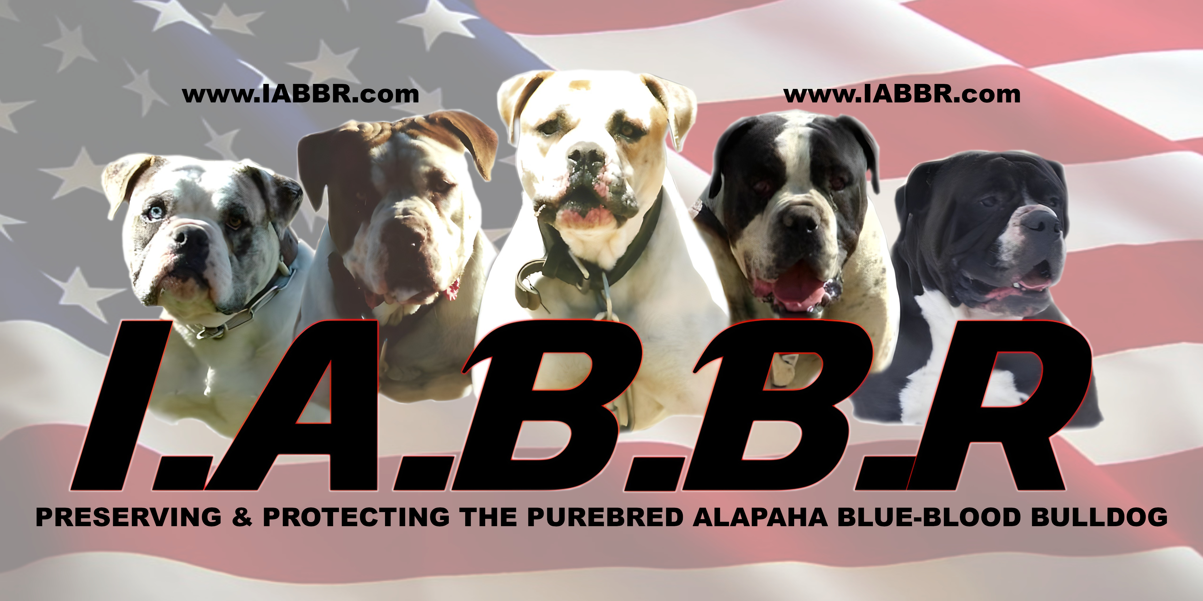 IABBR - Preserving & Protecting the Purebred Alapaha Blue-Blood Bulldog