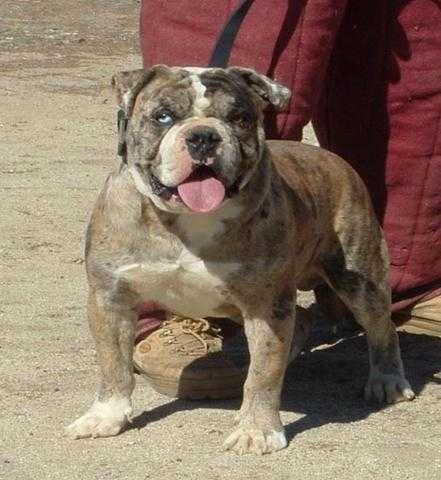 FG's Aqua Boogie - Alapaha Blue-Blood Bulldog